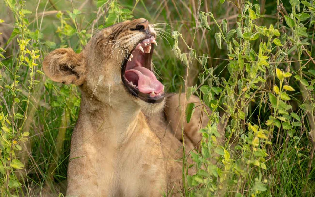 5 Days Uganda Safari Holiday