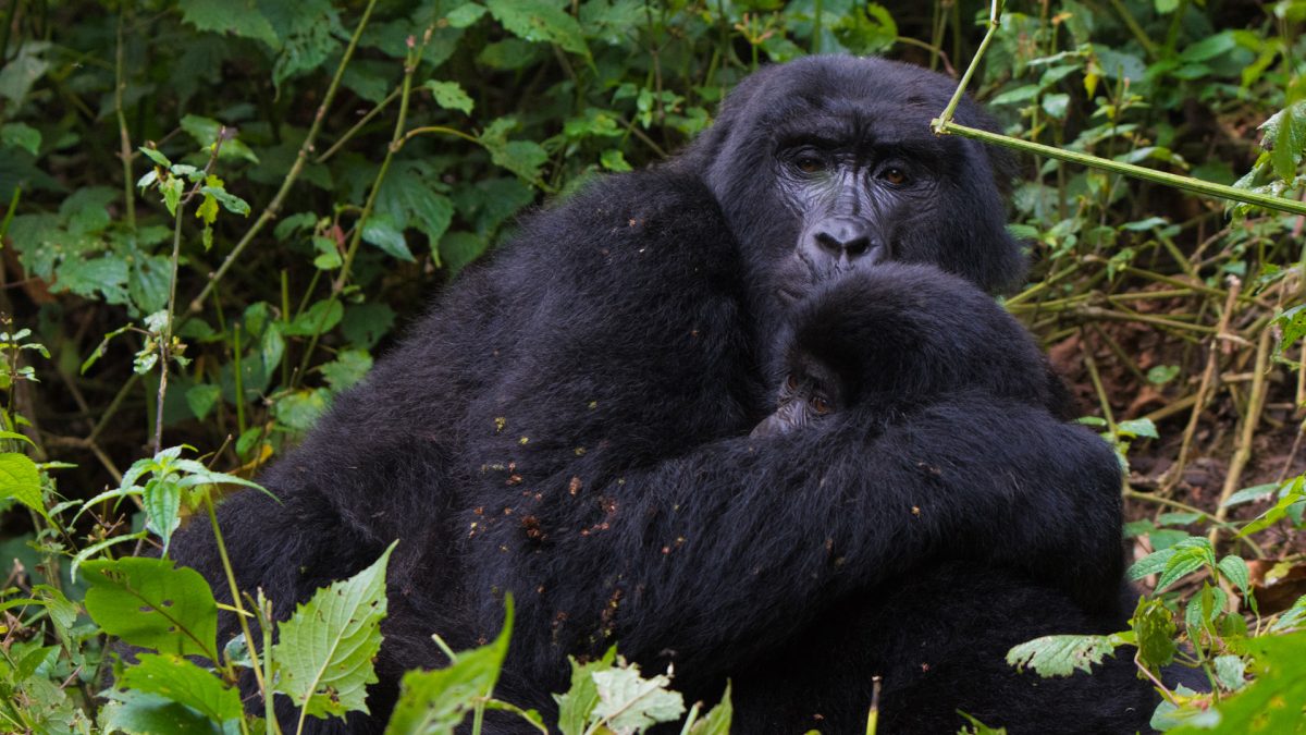 3 Days Gorilla Trekking and Batwa Experience