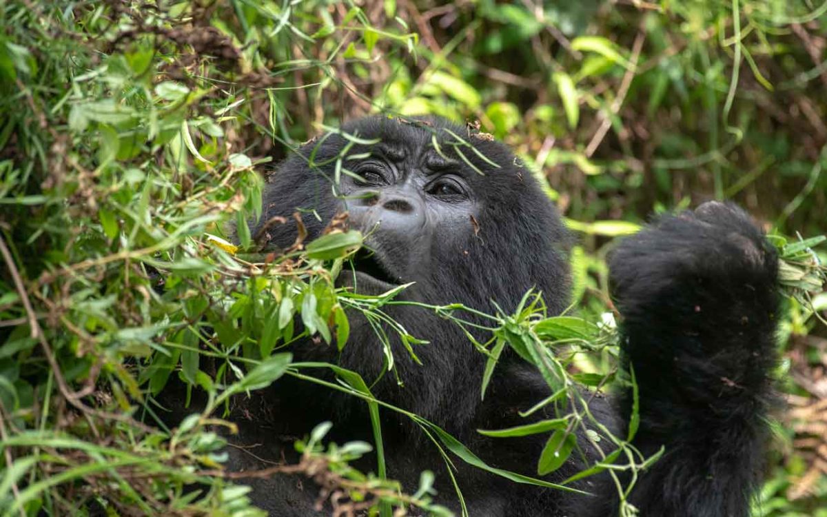 10 Days best of Uganda gorilla and wildlife safari
